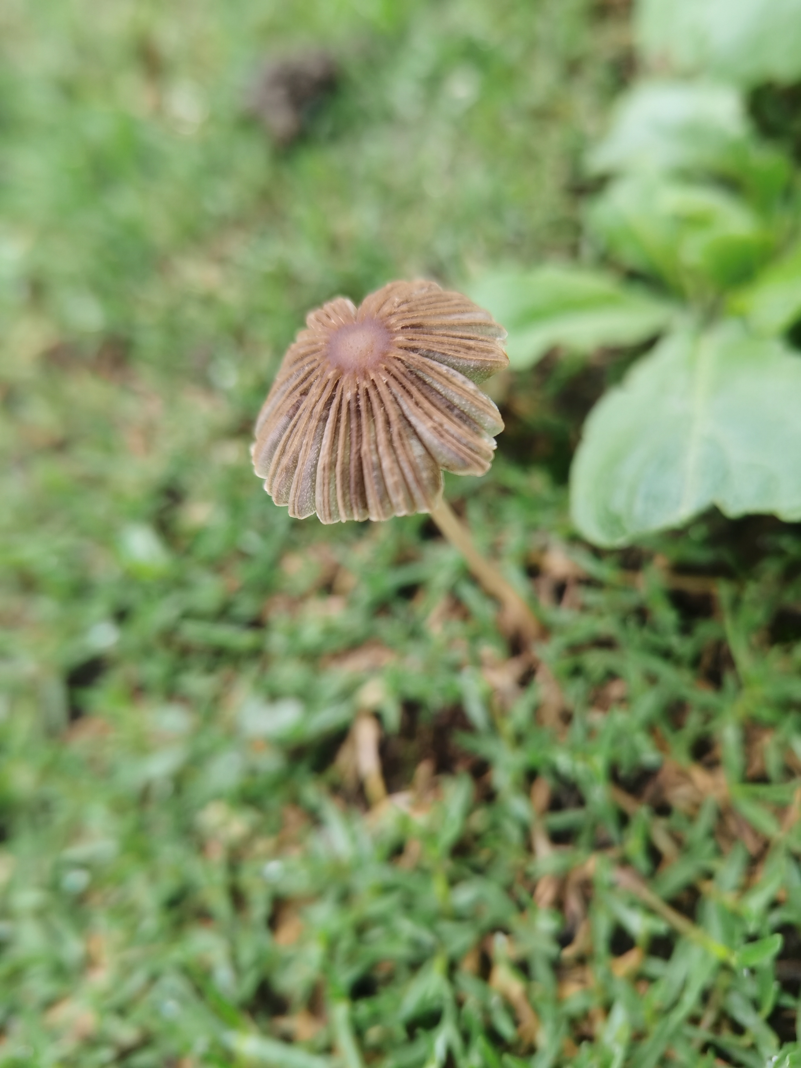 mushroom-image